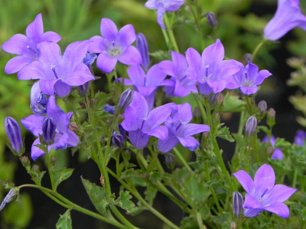 Campanula portenschlagiana ‘Birch’