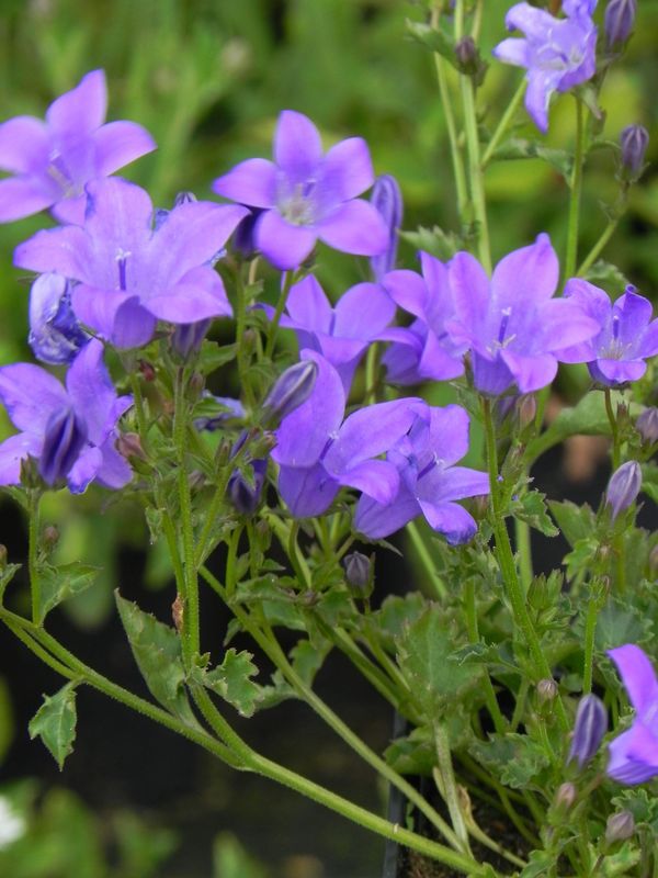 Campanula portenschlagiana ‘Birch’