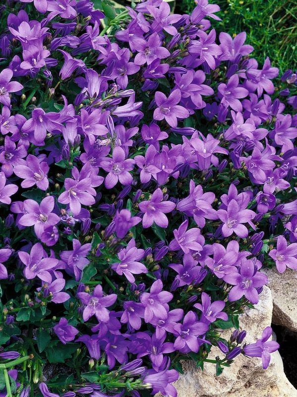 Campanula portenschlagiana ‘Catharina’