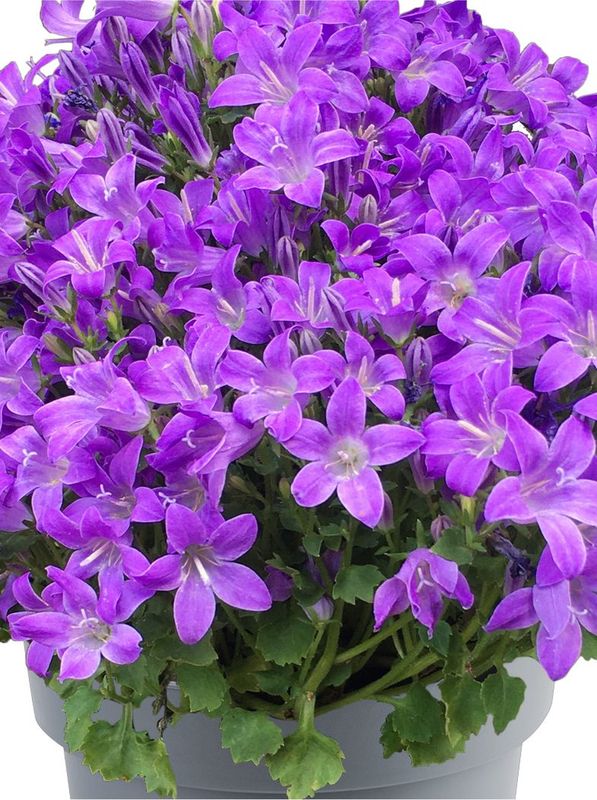Campanula portenschlagiana ‘Dome Blue’