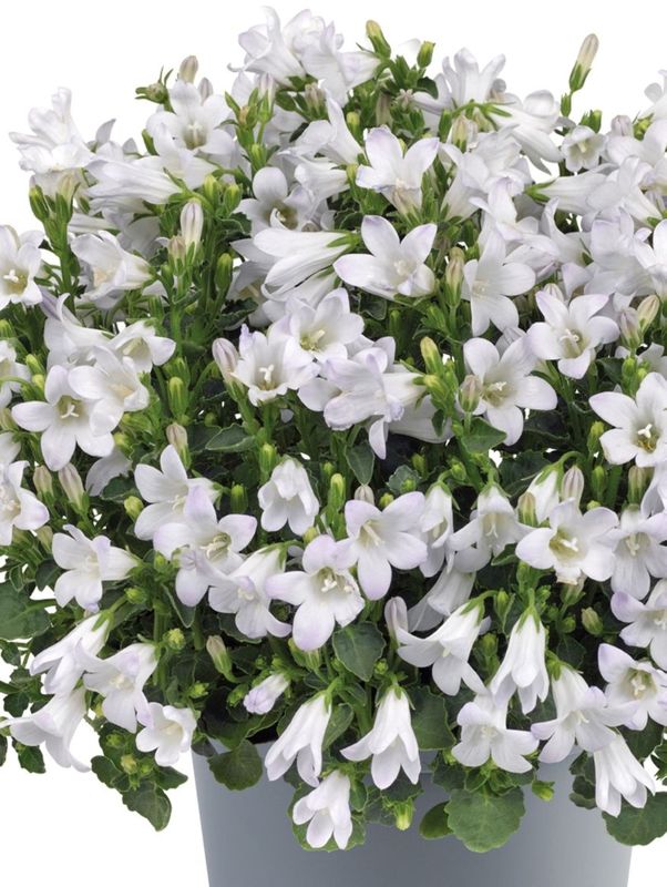 Campanula portenschlagiana ‘Zenn White’