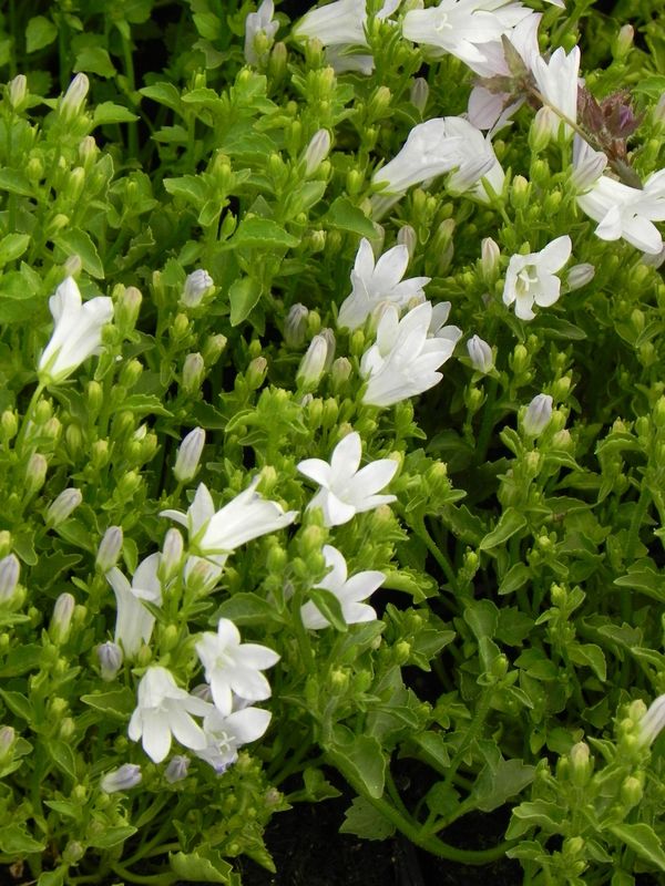 Campanula portenschlagiana ‘Zenn White’