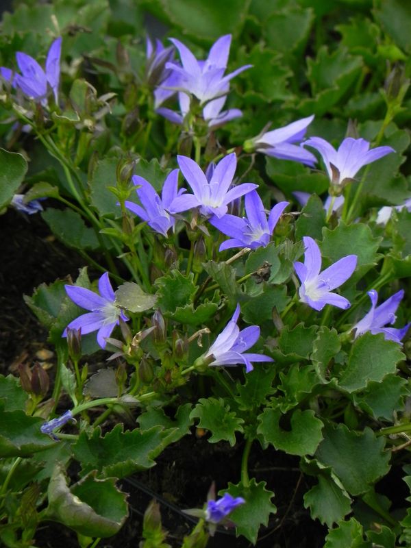 Campanula poscharskyana ‘Stella’