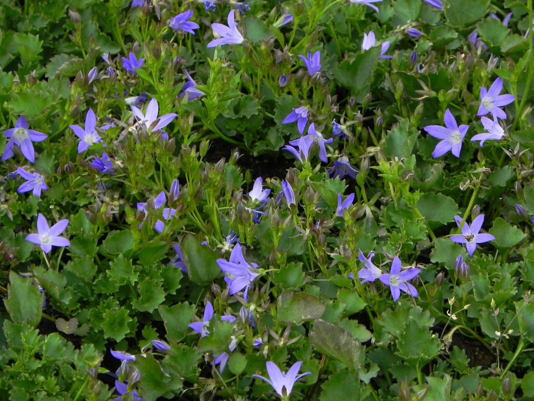 Campanula poscharskyana ‘Stella’