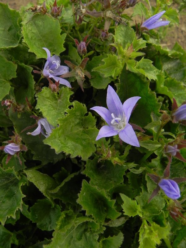 Campanula poscharskyana ‘Stella’