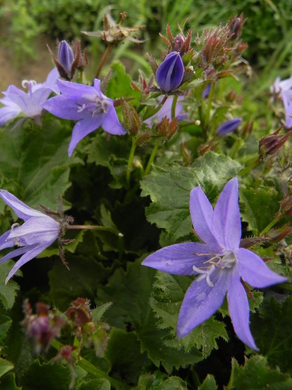 Campanula poscharskyana ‘Stella’