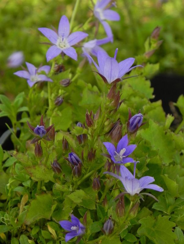 Campanula poscharskyana ‘Stella’