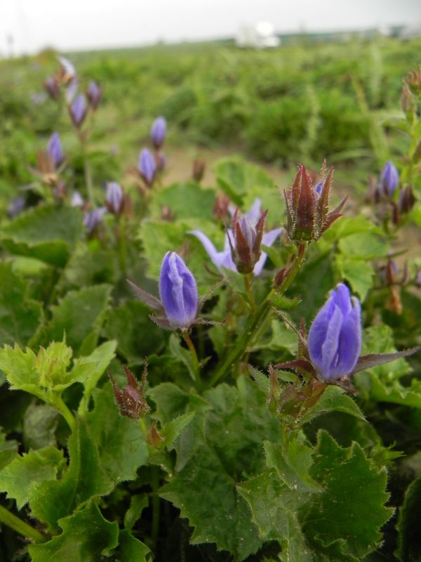 Campanula poscharskyana ‘Stella’