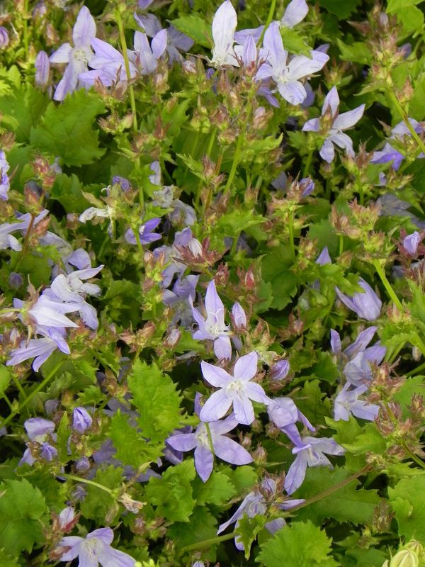 Campanula poscharskyana ‘Blauranke’