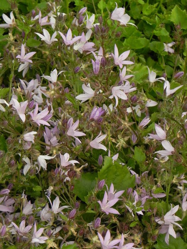 Campanula poscharskyana ‘Lisduggan Variety’