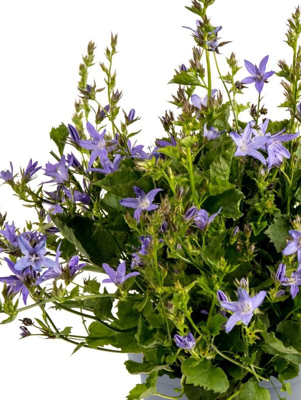 Campanula poscharskyana ‘Lagoon Blue’