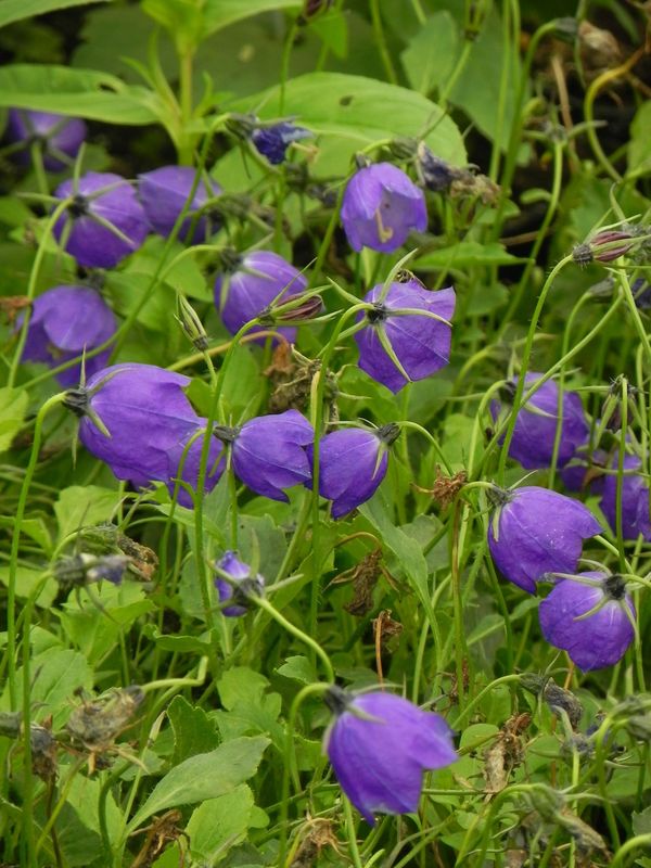Campanula x pulloides ‘G.F.Wilson’