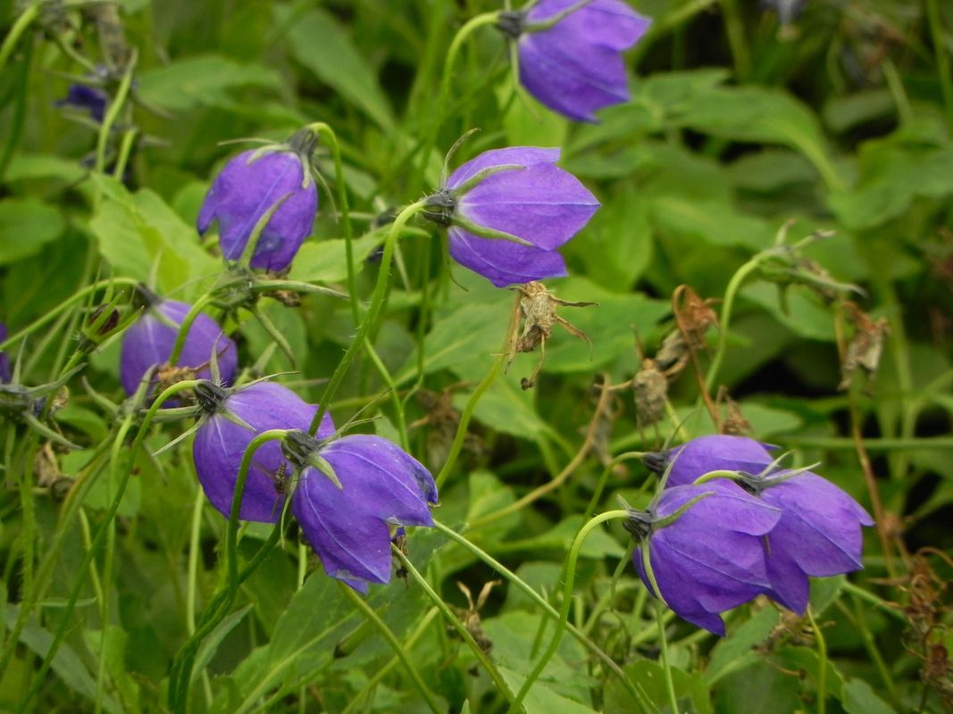 Campanula x pulloides ‘G.F.Wilson’