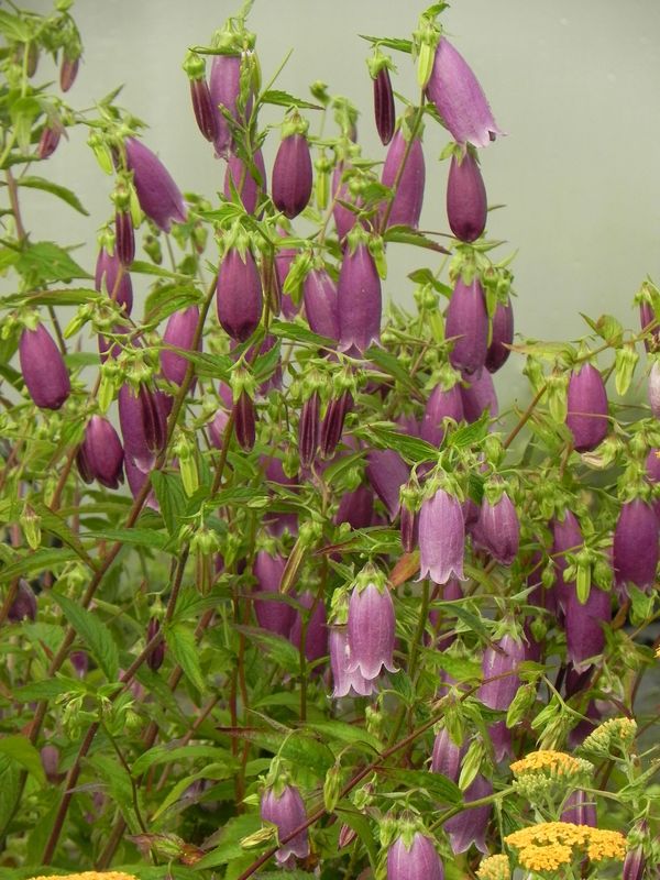Campanula punctata ‘Rubriflora’