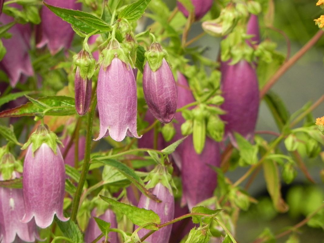 Campanula punctata ‘Rubriflora’