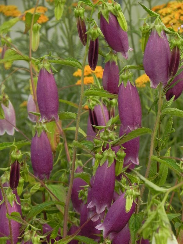 Campanula punctata ‘Rubriflora’