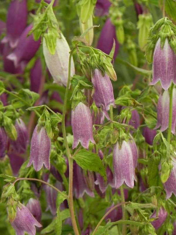 Campanula punctata ‘Rubriflora’