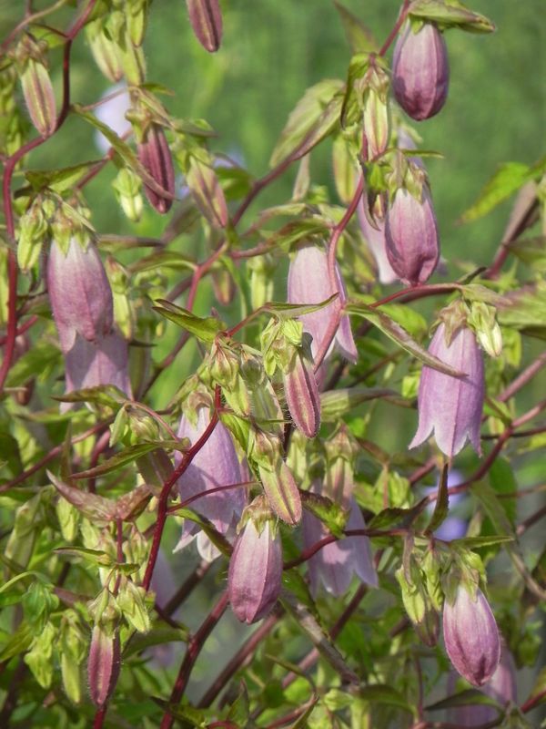 Campanula punctata ‘Rubriflora’