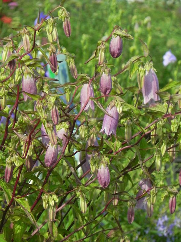 Campanula punctata ‘Rubriflora’