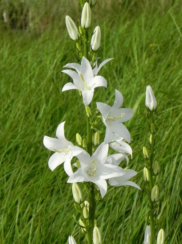 Campanula pyramidalis ‘Alba’