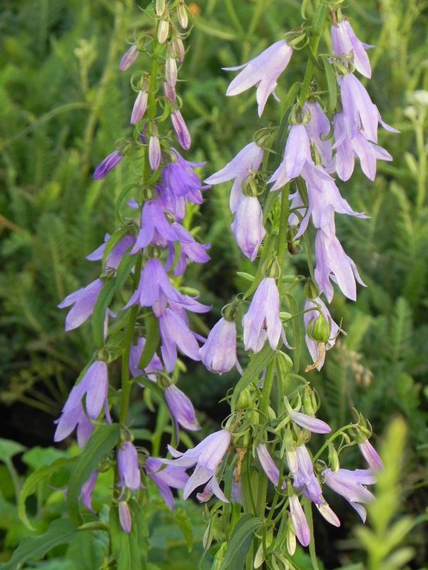 Campanula rapunculoides