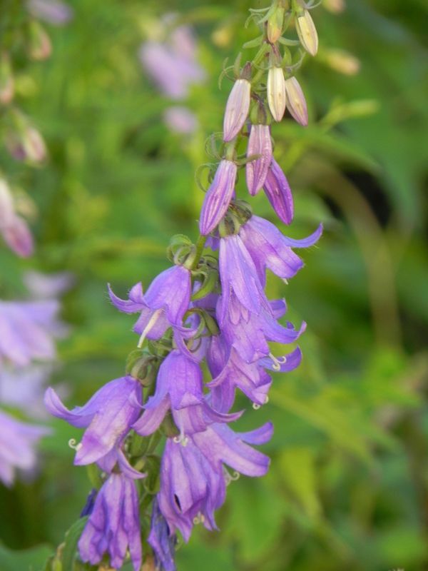 Campanula rapunculoides