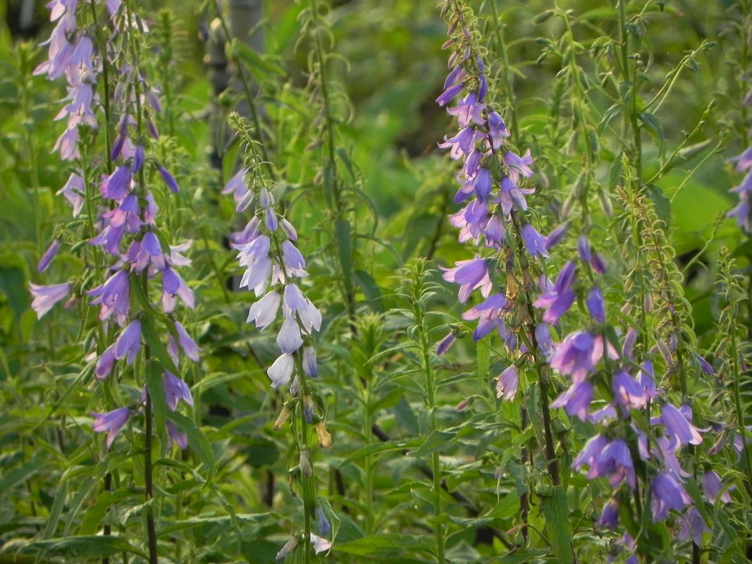 Campanula rapunculoides