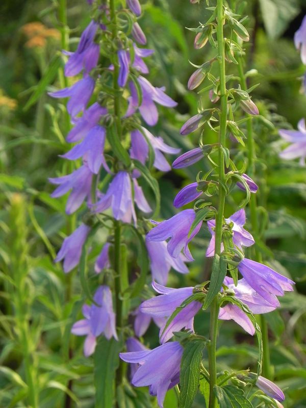 Campanula rapunculoides
