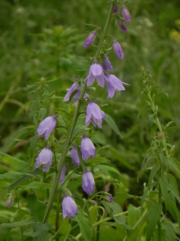 Campanula rapunculoides