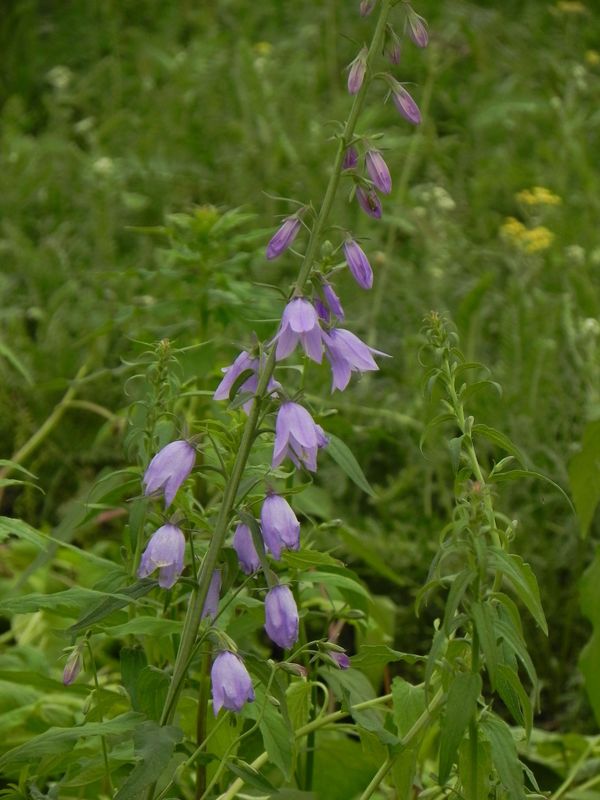 Campanula rapunculoides