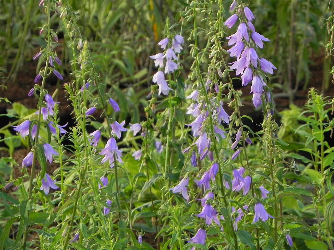 Campanula rapunculoides