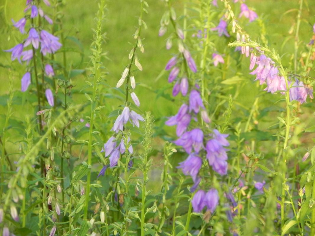 Campanula rapunculoides