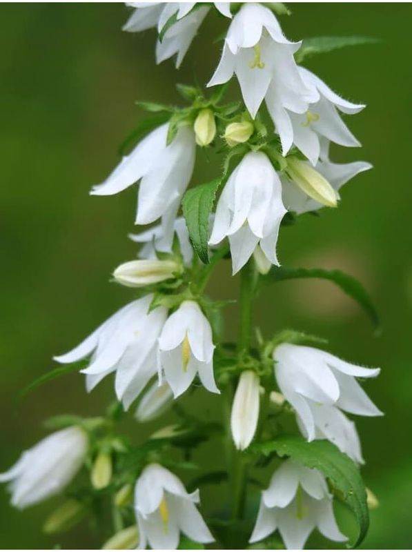 Campanula trachelium ‘Album’