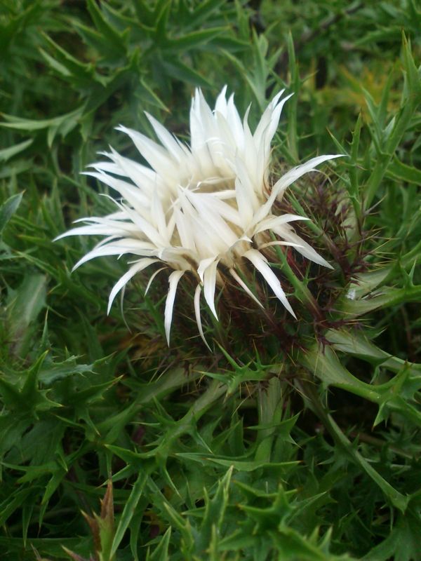 Carlina acaulis ‘Simplex’