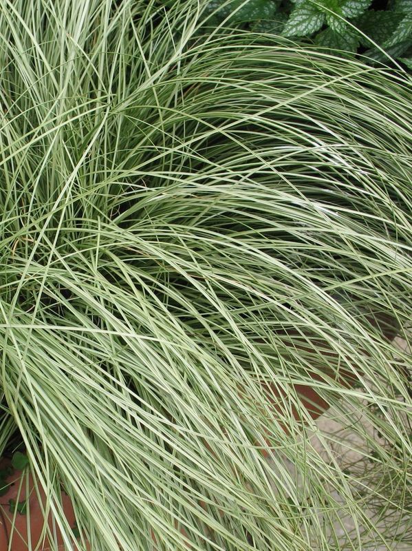 Carex albula ‘Frosted Curls’