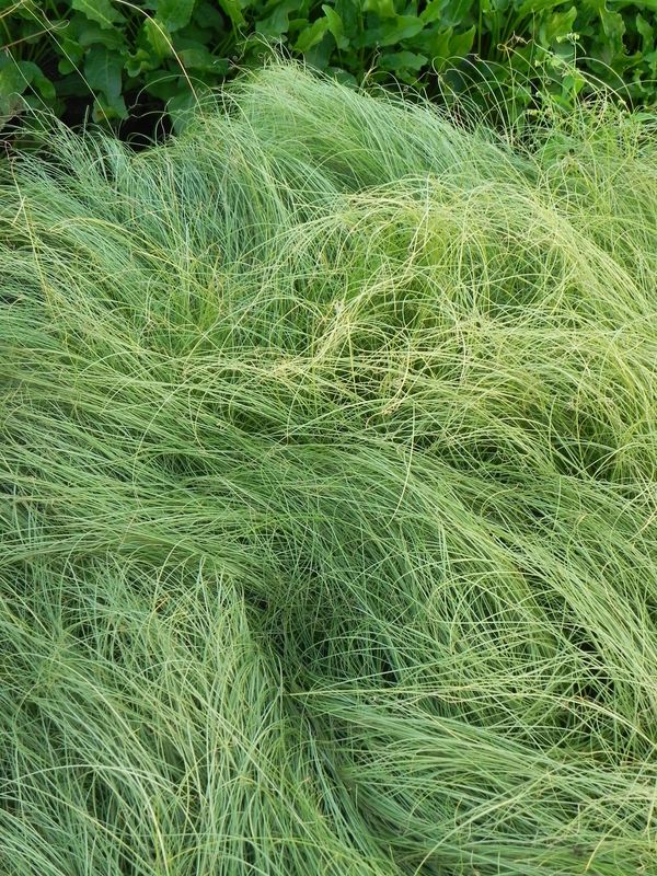 Carex albula ‘Amazon Mist’