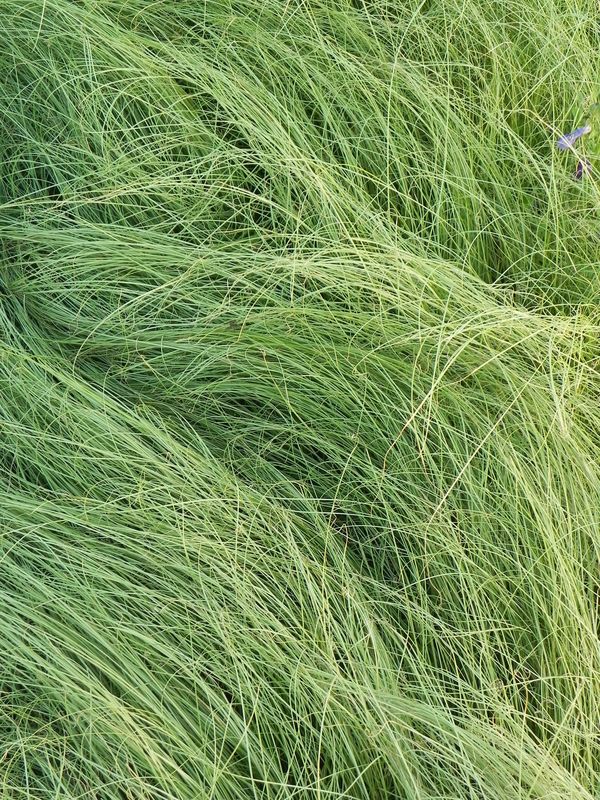 Carex albula ‘Amazon Mist’