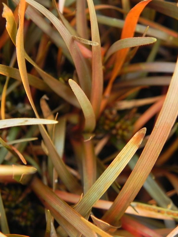 Carex berggrenii