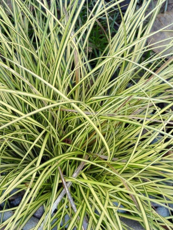 Carex brunnea ‘Jenneke’