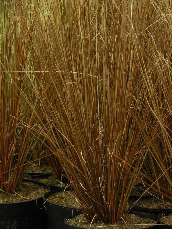 Carex buchananii ‘Red Rooster™’