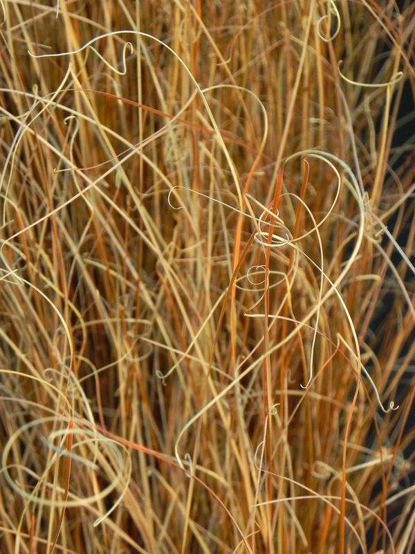 Carex buchananii ‘Red Rooster™’