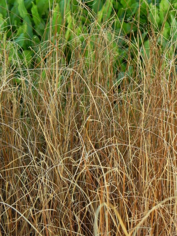 Carex buchananii ‘Red Rooster™’