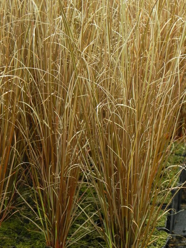 Carex buchananii ‘Red Rooster™’