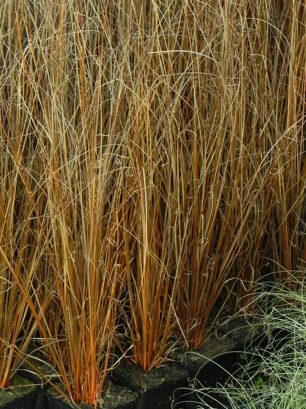 Carex buchananii ‘Red Rooster™’