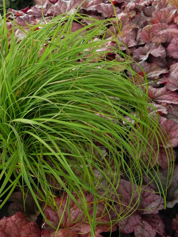 Carex caryophyllea ‘The Beatles’