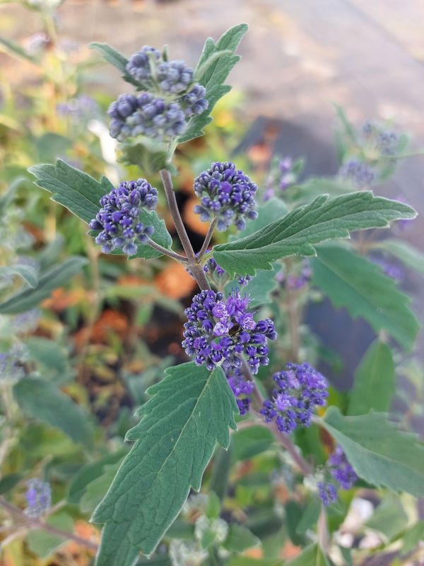 Caryopteris clandonensis ‘Emerald Crest’