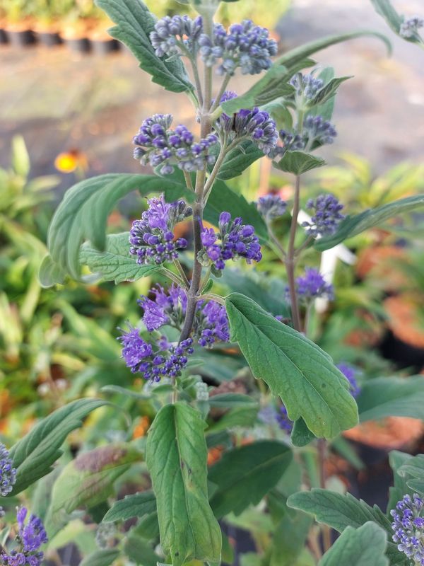 Caryopteris clandonensis ‘Emerald Crest’