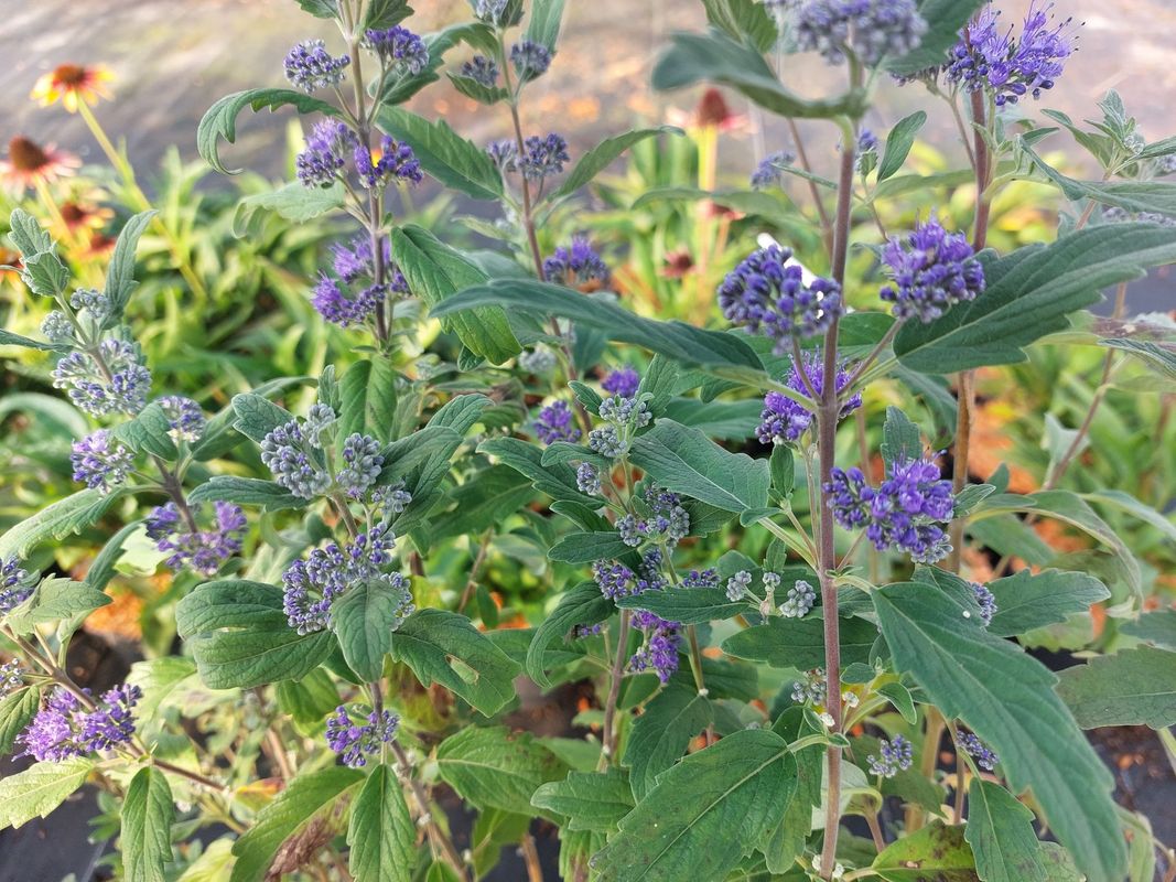 Caryopteris clandonensis ‘Emerald Crest’