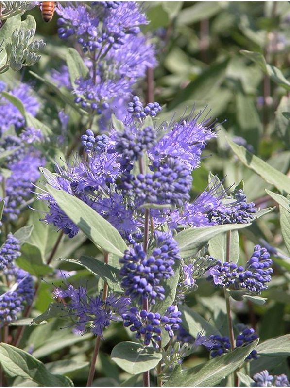 Caryopteris clandonensis ‘Dark Knight’