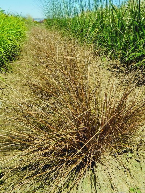 Carex comans ‘Bronze Form’
